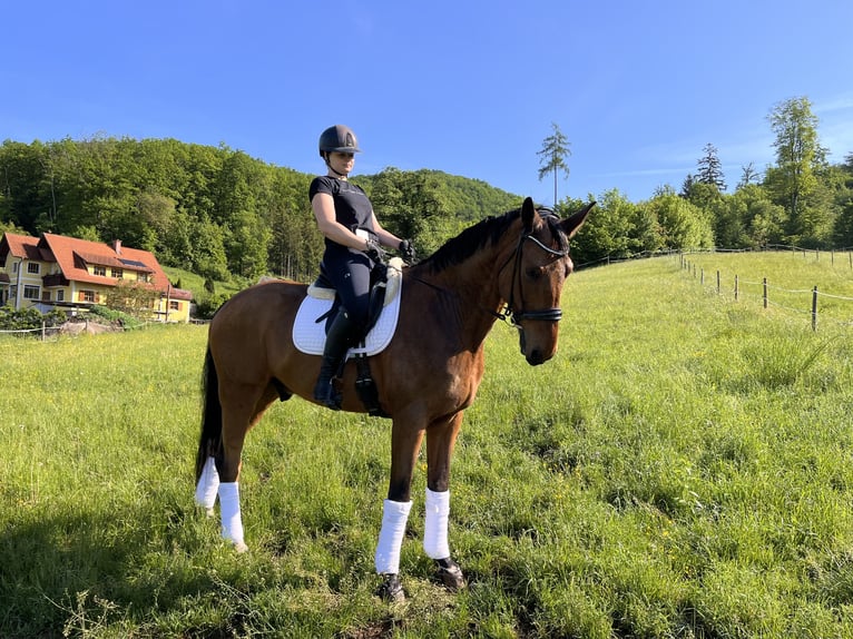 Oldenburger Wallach 16 Jahre 176 cm Brauner in Hitz