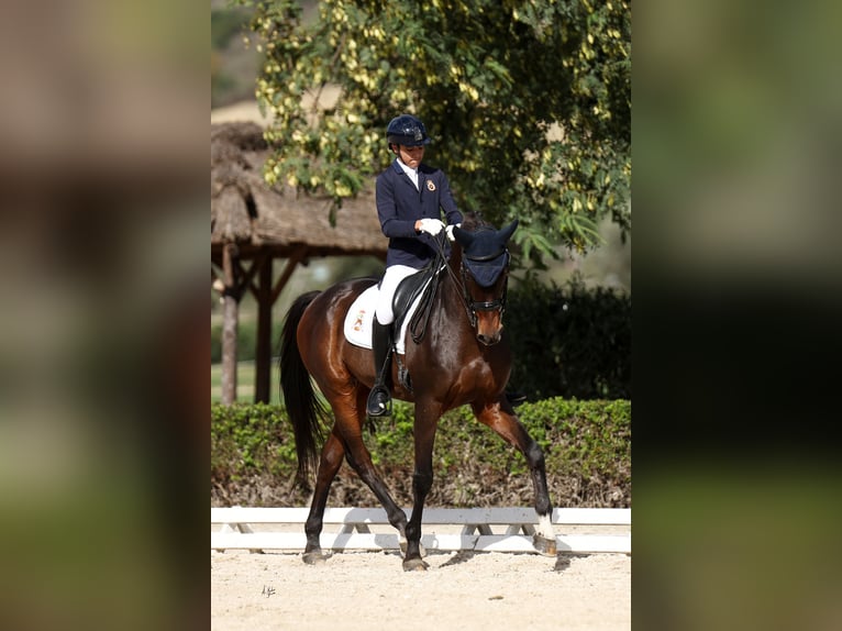 Oldenburger Wallach 16 Jahre 177 cm Brauner in Carmona Oldenburger Wallach 16 Jahre 177 cm Brauner in Carmona