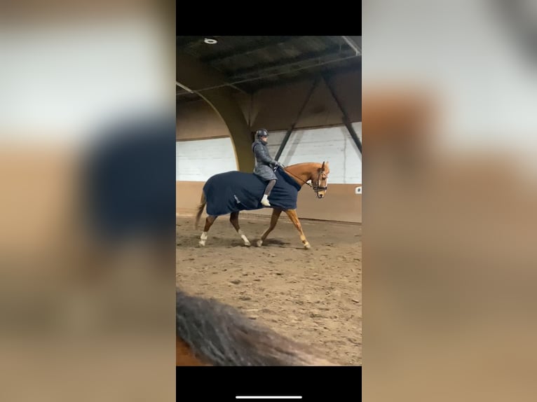 Oldenburger Wallach 16 Jahre 178 cm Fuchs in Garbsen