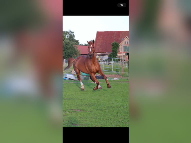 Oldenburger Wallach 16 Jahre 178 cm Fuchs in Garbsen