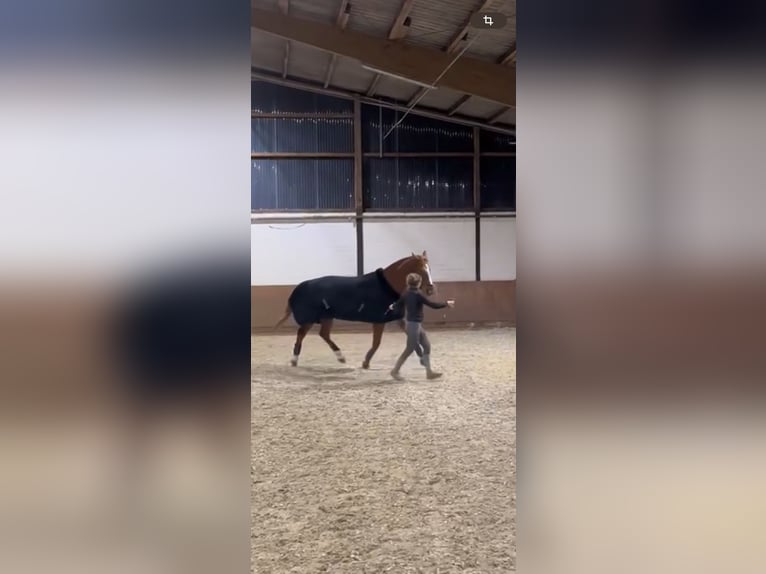 Oldenburger Wallach 16 Jahre 178 cm Fuchs in Garbsen