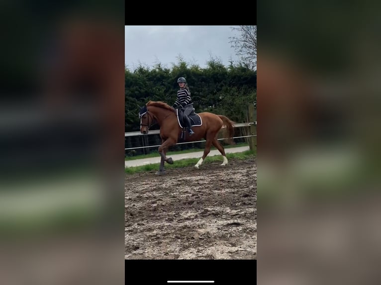 Oldenburger Wallach 16 Jahre 178 cm Fuchs in Garbsen
