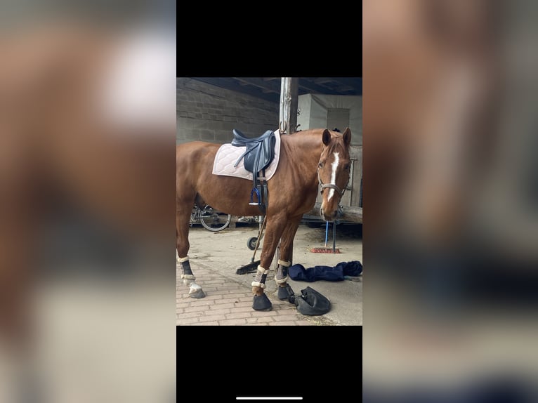 Oldenburger Wallach 16 Jahre 178 cm Fuchs in Garbsen