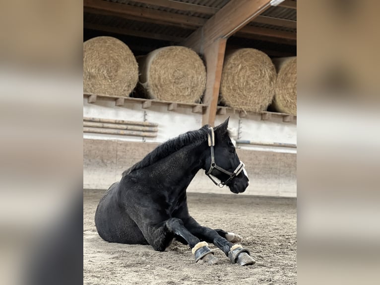 Oldenburger Wallach 16 Jahre 178 cm Rappe in Neuenburg am Rhein