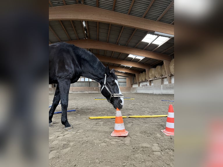Oldenburger Wallach 16 Jahre 178 cm Rappe in Neuenburg am Rhein