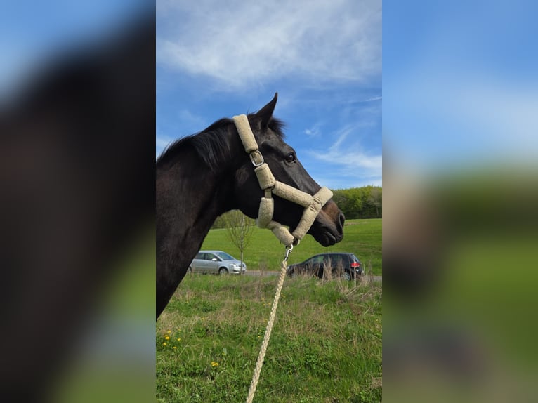 Oldenburger Wallach 16 Jahre 184 cm Dunkelbrauner in Herdorf