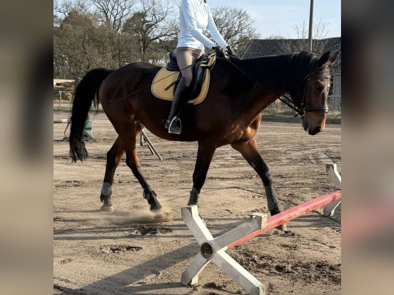 Oldenburger Mix Wallach 17 Jahre 164 cm Brauner in Schönwald-Glein