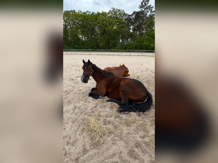Oldenburger Mix Wallach 17 Jahre 164 cm Brauner in Schönwald-Glein