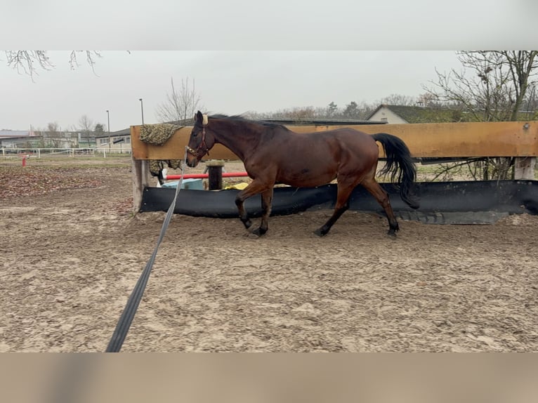 Oldenburger Mix Wallach 17 Jahre 164 cm Brauner in Sch&#xF6;nwalde-Glien