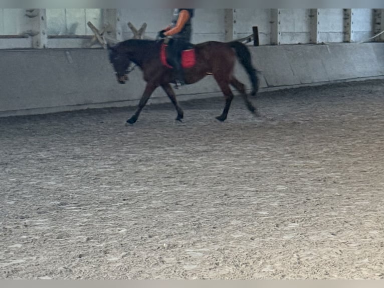 Oldenburger Mix Wallach 17 Jahre 164 cm Brauner in Sch&#xF6;nwalde-Glien