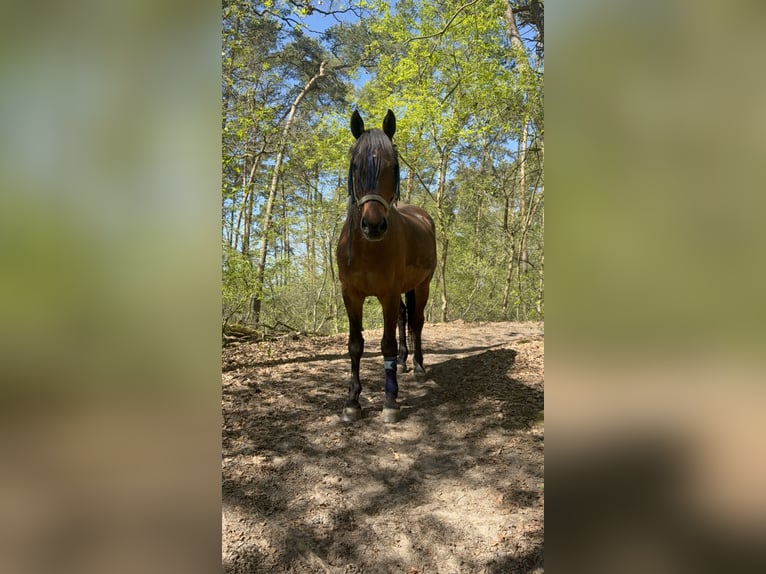 Oldenburger Mix Wallach 17 Jahre 164 cm Brauner in Schönwalde