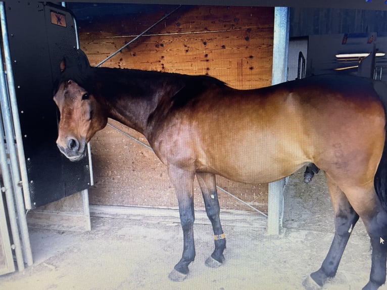 Oldenburger Wallach 17 Jahre 164 cm Brauner in Obergünzburg