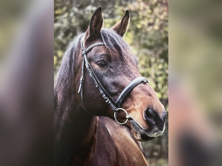 Oldenburger Wallach 17 Jahre 164 cm Brauner in Obergünzburg