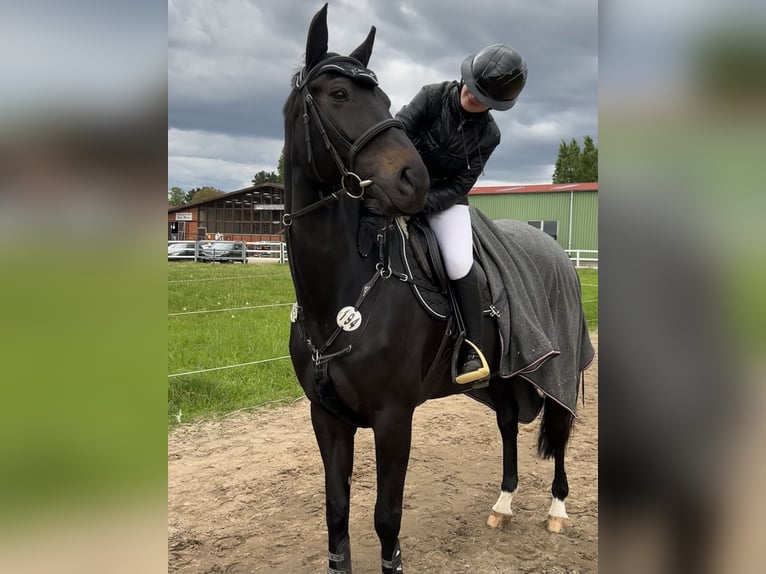 Oldenburger Wallach 17 Jahre 169 cm Dunkelbrauner in Langenfeld