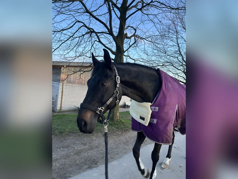 Oldenburger Wallach 17 Jahre 169 cm Dunkelbrauner in Langenfeld