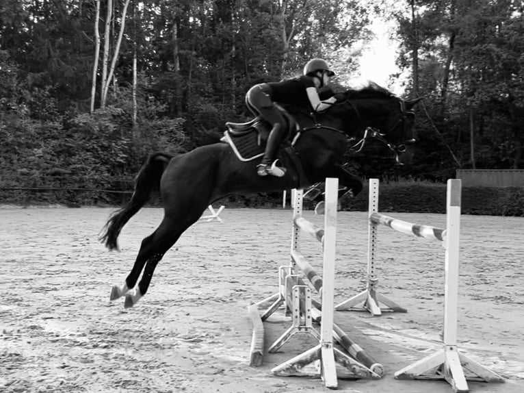 Oldenburger Wallach 17 Jahre 169 cm Dunkelbrauner in Langenfeld