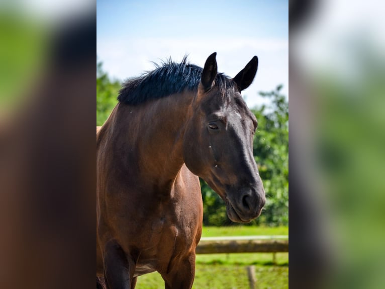 Oldenburger Wallach 17 Jahre 169 cm Rappe in Wuppertal