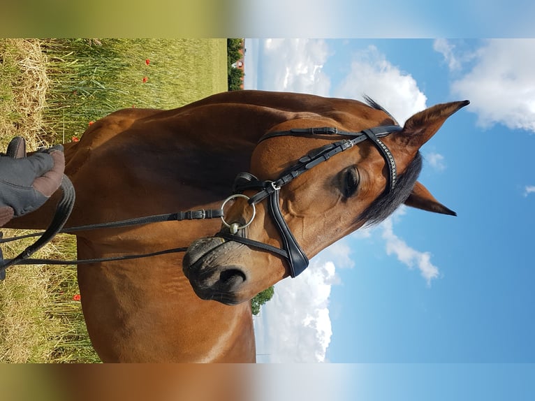 Oldenburger Wallach 17 Jahre 172 cm Dunkelbrauner in Trebur