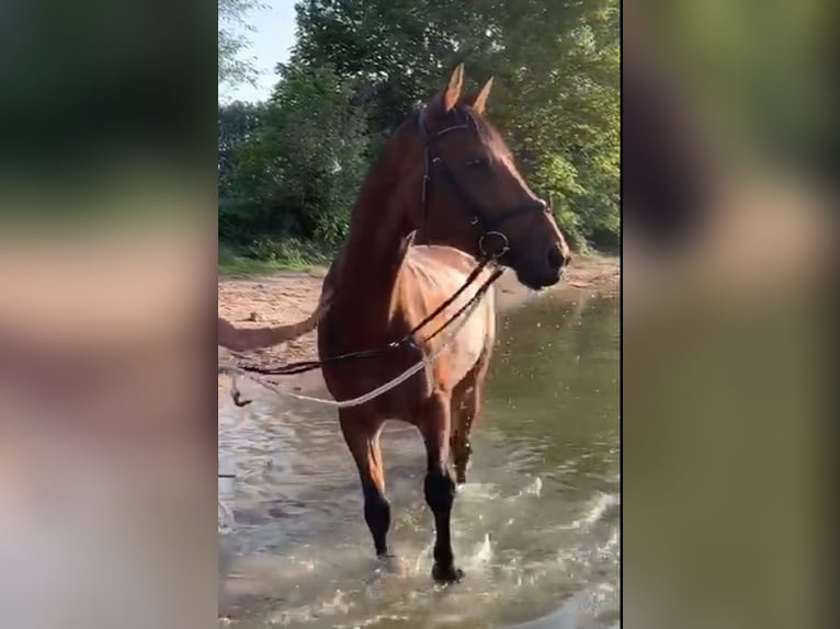 Oldenburger Wallach 17 Jahre 172 cm Dunkelbrauner in Trebur