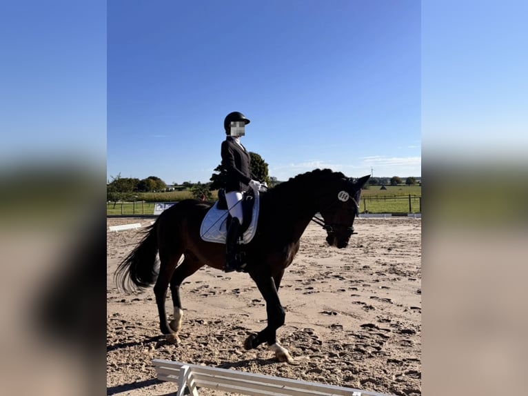Oldenburger Wallach 17 Jahre 174 cm Brauner in Welzheim