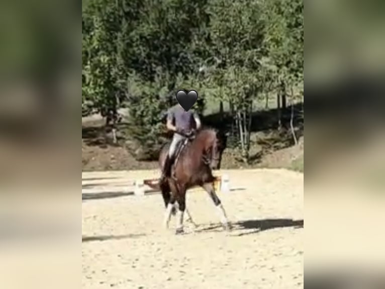 Oldenburger Wallach 17 Jahre 174 cm Brauner in Welzheim