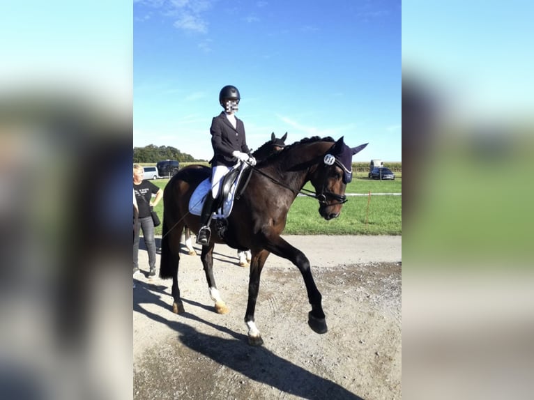Oldenburger Wallach 17 Jahre 174 cm Brauner in Welzheim