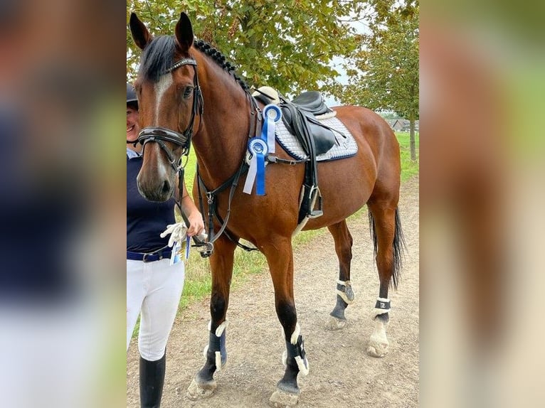 Oldenburger Wallach 17 Jahre 174 cm Brauner in Erftstadt