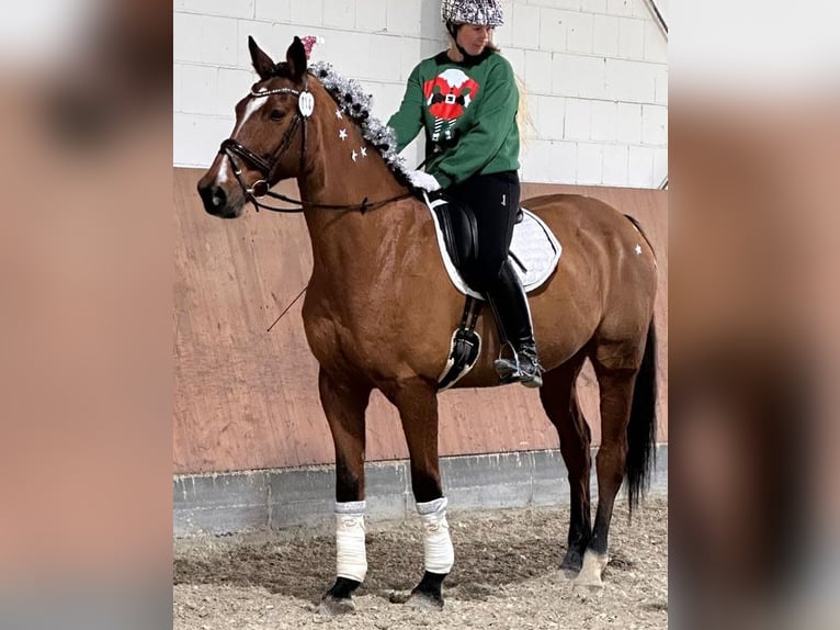 Oldenburger Wallach 17 Jahre 174 cm Brauner in Erftstadt
