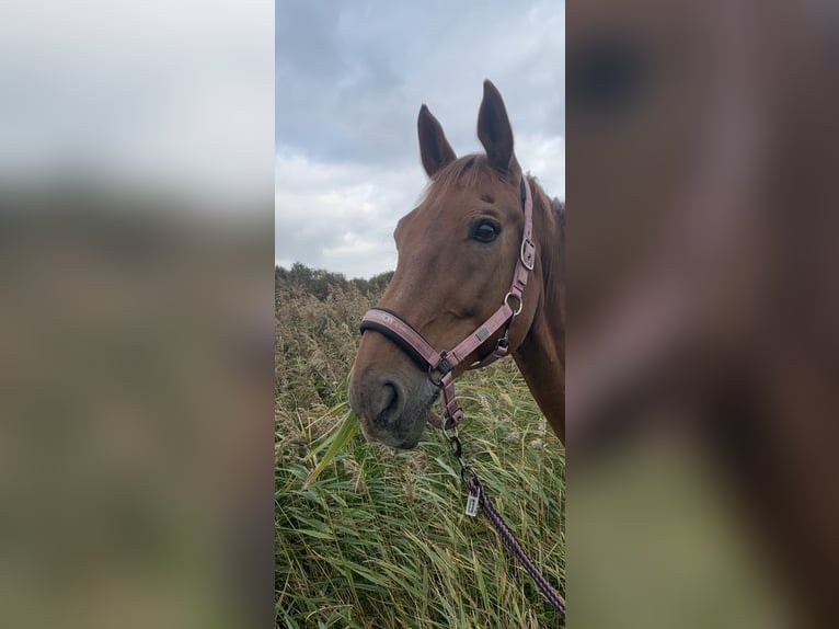 Oldenburger Wallach 17 Jahre 177 cm in Griesheim