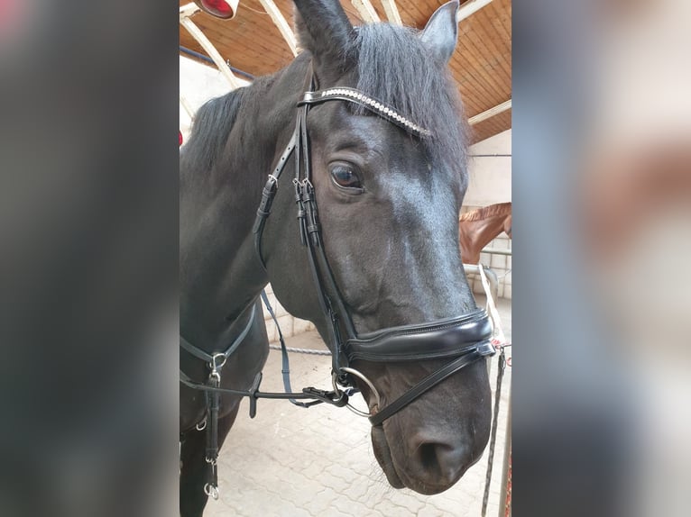 Oldenburger Wallach 17 Jahre 182 cm Rappe in Rosengarten