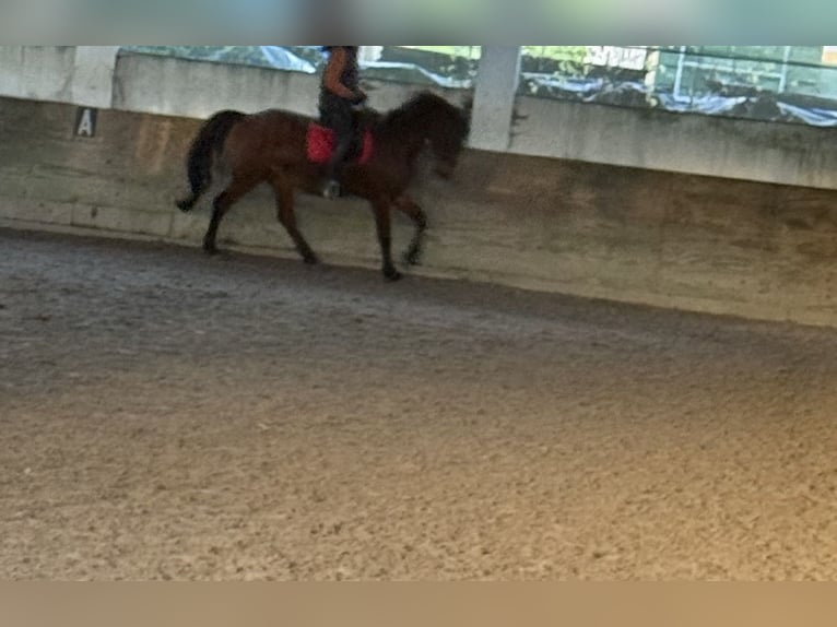 Oldenburger Mix Wallach 18 Jahre 164 cm Brauner in Schönwalde-Glien