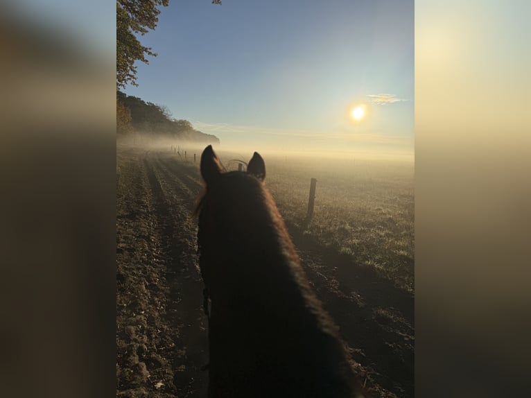 Oldenburger Mix Wallach 18 Jahre 164 cm Brauner in Schönwalde-Glien