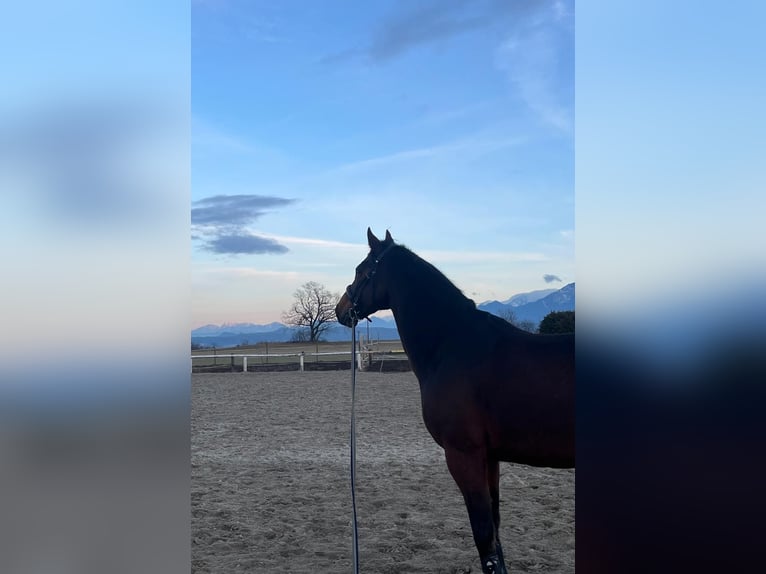Oldenburger Wallach 18 Jahre 165 cm Brauner in Villach