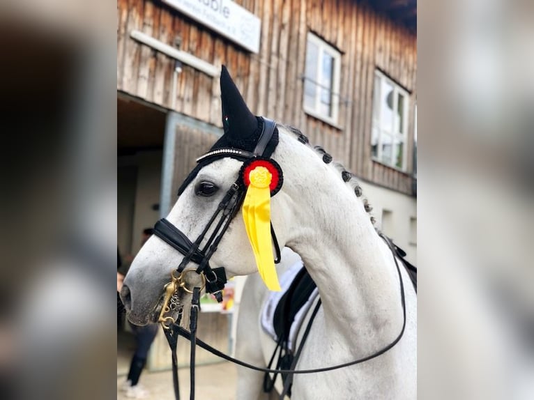 Oldenburger Wallach 18 Jahre 172 cm Schimmel in Ruppertshofen