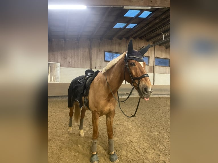 Oldenburger Wallach 18 Jahre 175 cm Fuchs in Neuss