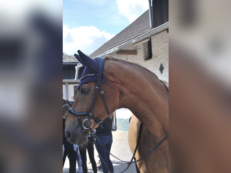 Oldenburger Wallach 18 Jahre 175 cm Fuchs in Neuss