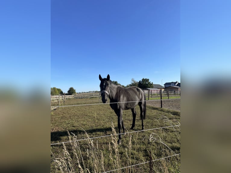 Oldenburger Wallach 18 Jahre 179 cm Rappe in Erftstadt