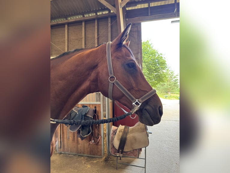 Oldenburger Wallach 19 Jahre 167 cm Brauner in Bad Schwartau