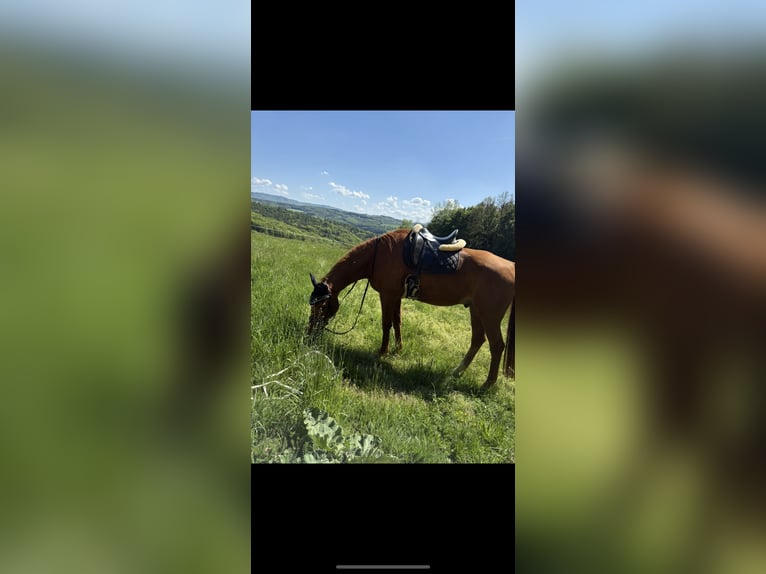 Oldenburger Wallach 19 Jahre 170 cm Fuchs in St. Christophen