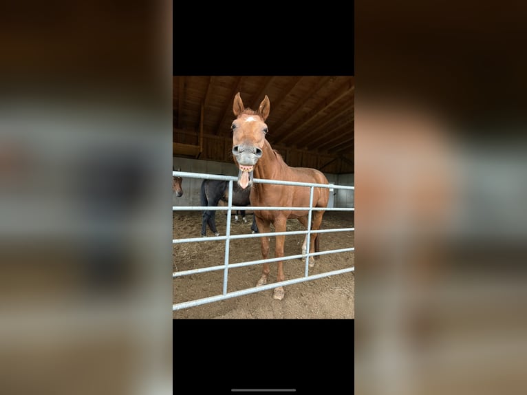 Oldenburger Wallach 19 Jahre 170 cm Fuchs in St. Christophen