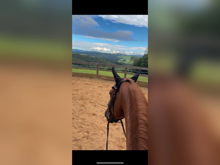 Oldenburger Wallach 19 Jahre 170 cm Fuchs in St. Christophen