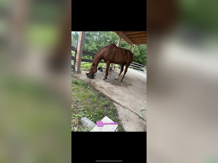 Oldenburger Wallach 19 Jahre 170 cm Fuchs in St. Christophen