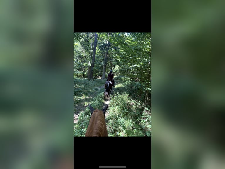 Oldenburger Wallach 19 Jahre 170 cm Fuchs in St. Christophen