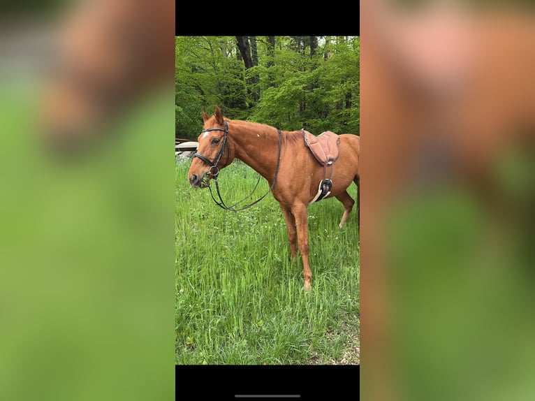 Oldenburger Wallach 19 Jahre 170 cm Fuchs in St. Christophen