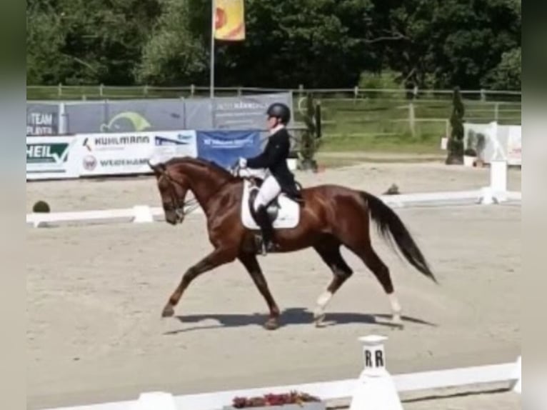 Oldenburger Wallach 19 Jahre 173 cm Dunkelfuchs in Zweibrücken