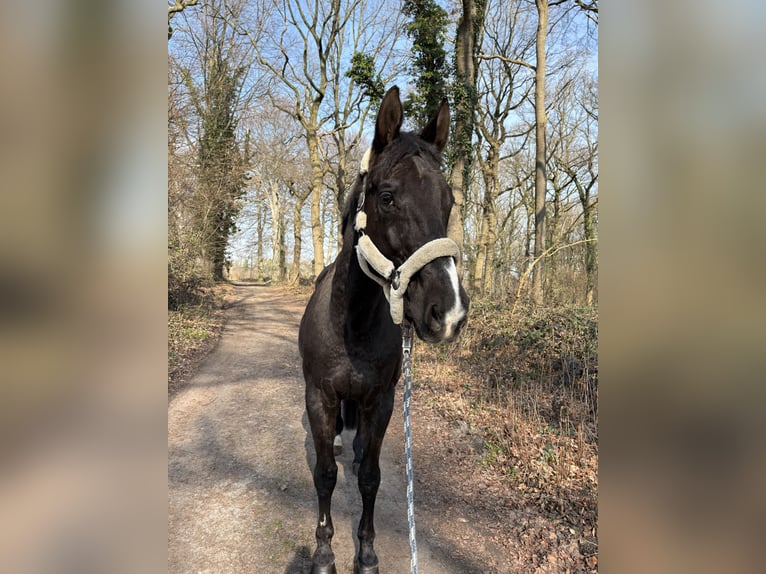 Oldenburger Wallach 19 Jahre 173 cm Rappe in Waltrop