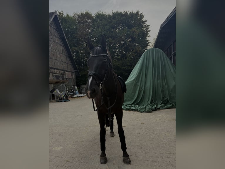 Oldenburger Wallach 19 Jahre 173 cm Rappe in Waltrop
