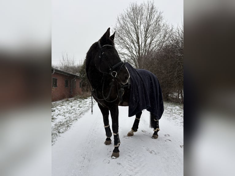 Oldenburger Wallach 19 Jahre 173 cm Rappe in Waltrop