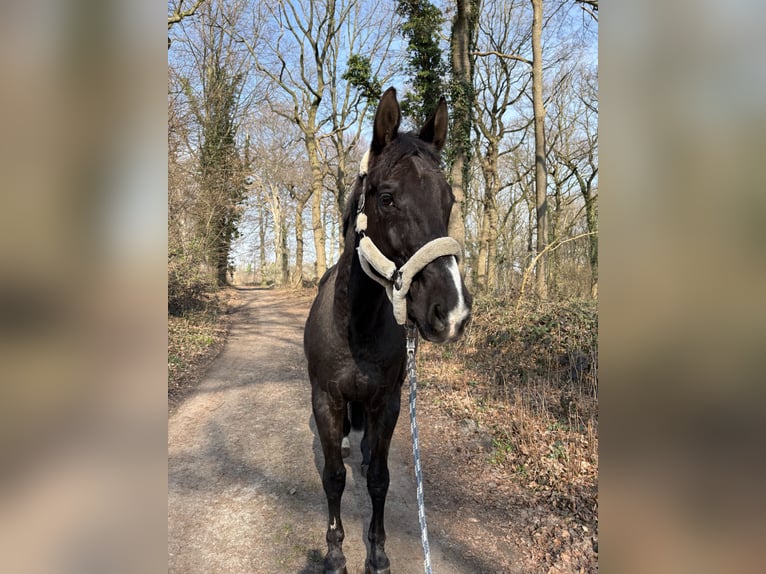 Oldenburger Wallach 19 Jahre 173 cm Rappe in Waltrop