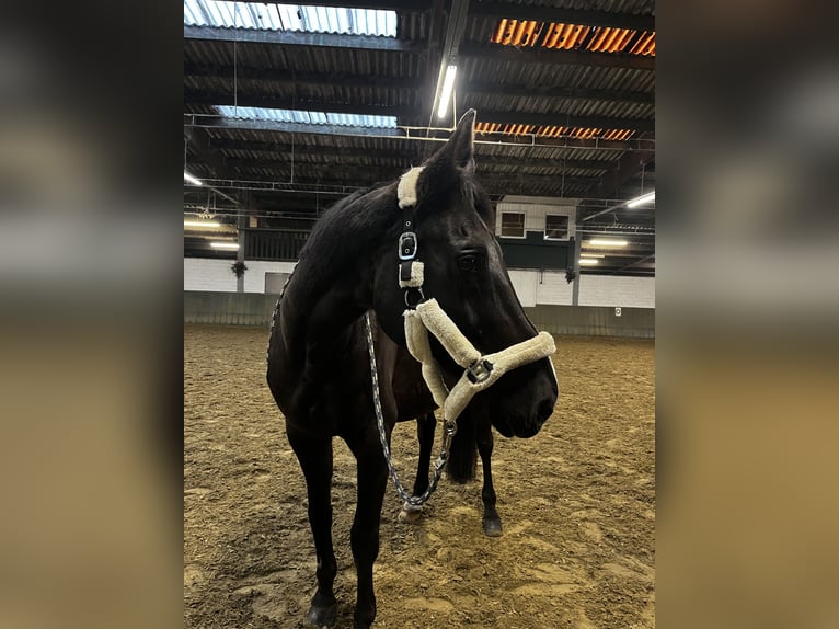 Oldenburger Wallach 19 Jahre 173 cm Rappe in Waltrop